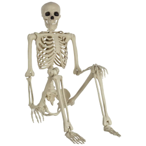 Seasons Life-Size Poseable 5ft Skeleton Halloween Decoration